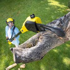 Trusted Raven, VA Tree Removal and Landscaping Services Experts